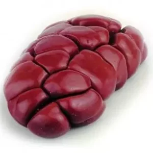 Buy Frozen Beef Kidney Wholesale | Premium Halal Quality