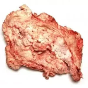 Buy Wholesale Frozen Beef Fat | Halal Certified Supplier